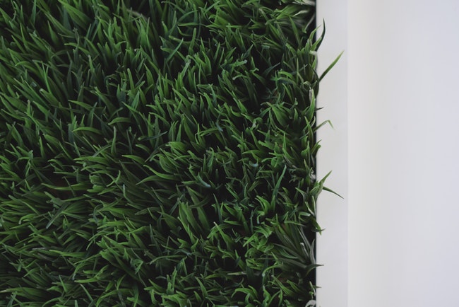 A photo of some grass