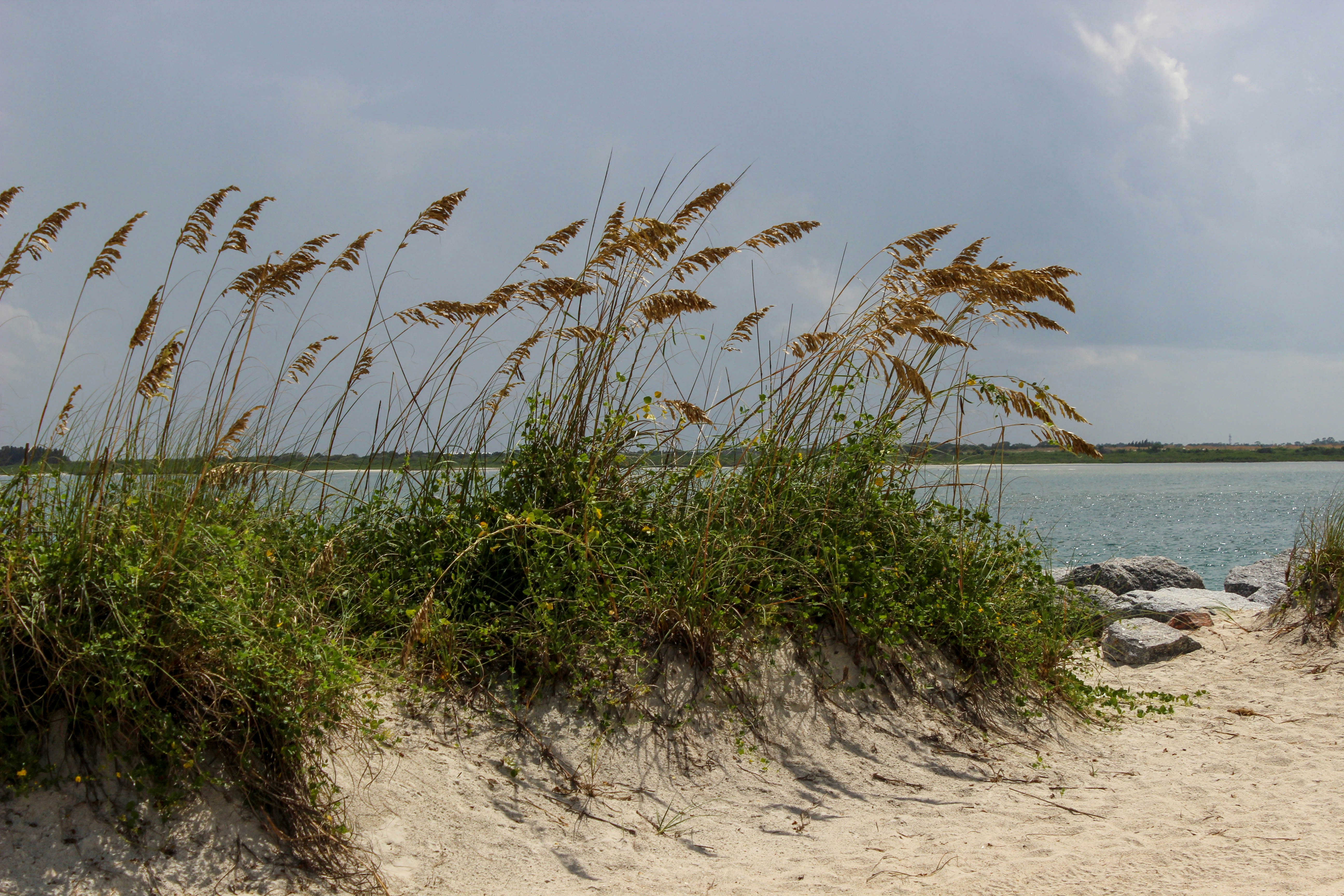 Sea Oats by the shore